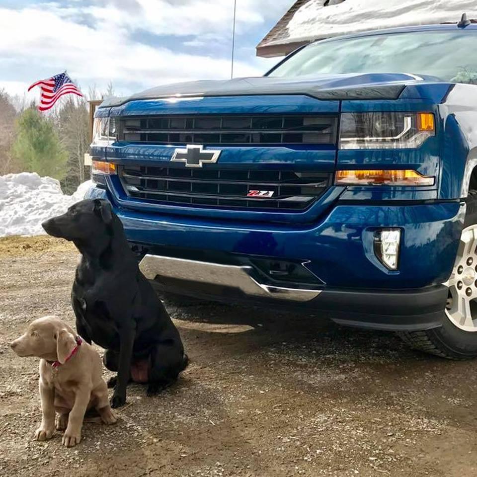 dog friendly activities in wilmington il bringfido bringfido