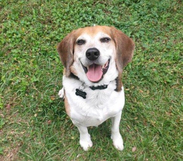 Pet Friendly Richard H. 'Dick' Kravitz Regional Park