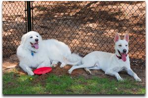 OffLeash Dog Parks in Tyler, TX BringFido