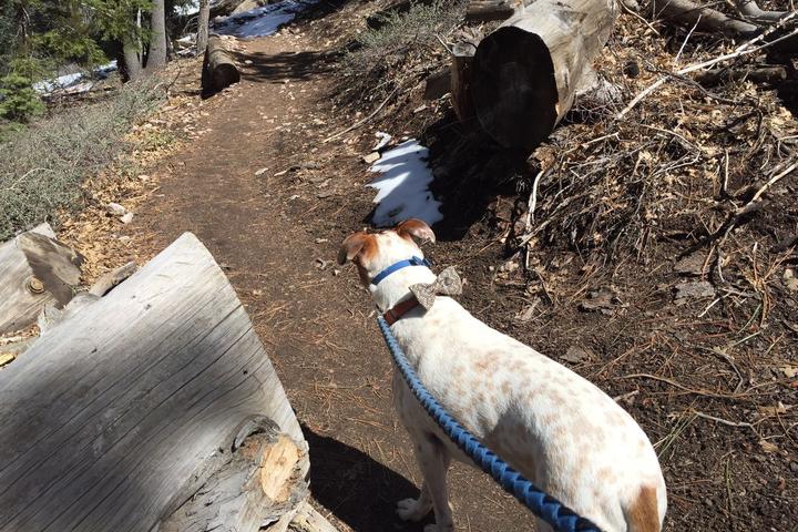 Pet Friendly Pine Knot Trail to Grand View Point