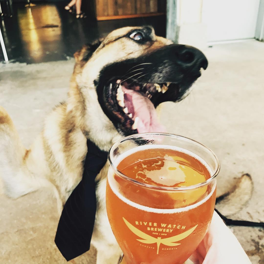 Pet Friendly River Watch Brewery
