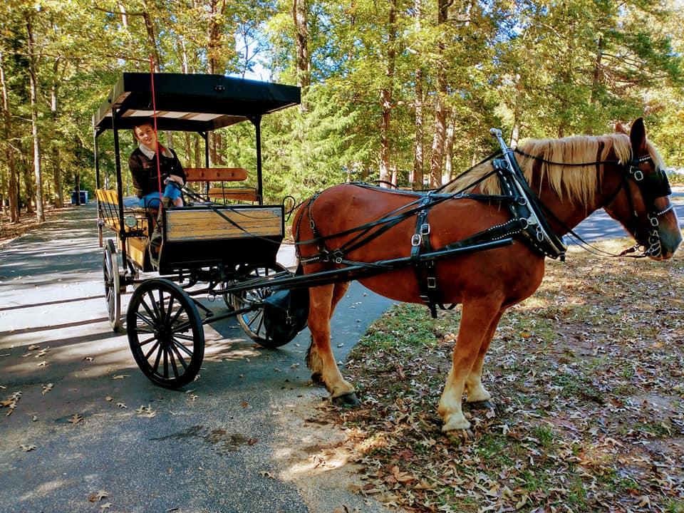 Southern carriage tours clearance
