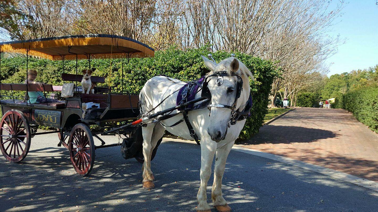 Pet Friendly Southern Breezes Carriages