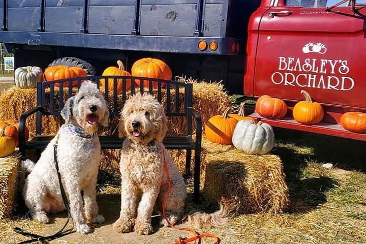 Pet Friendly Beasley's Orchard