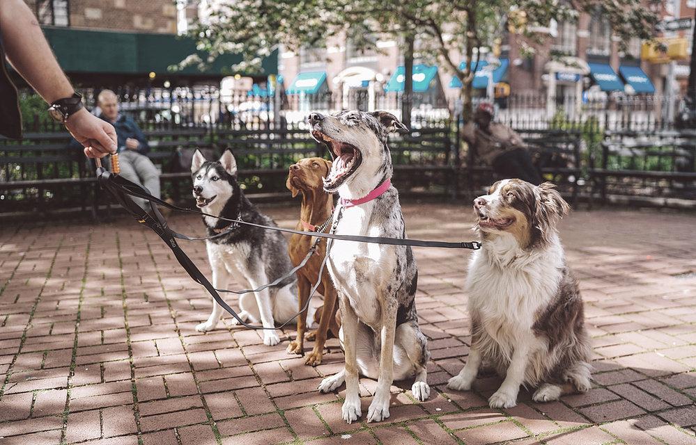 Dog Friendly City Tours