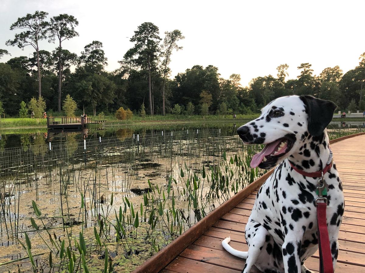 Dog Friendly Activities in Humble TX BringFido