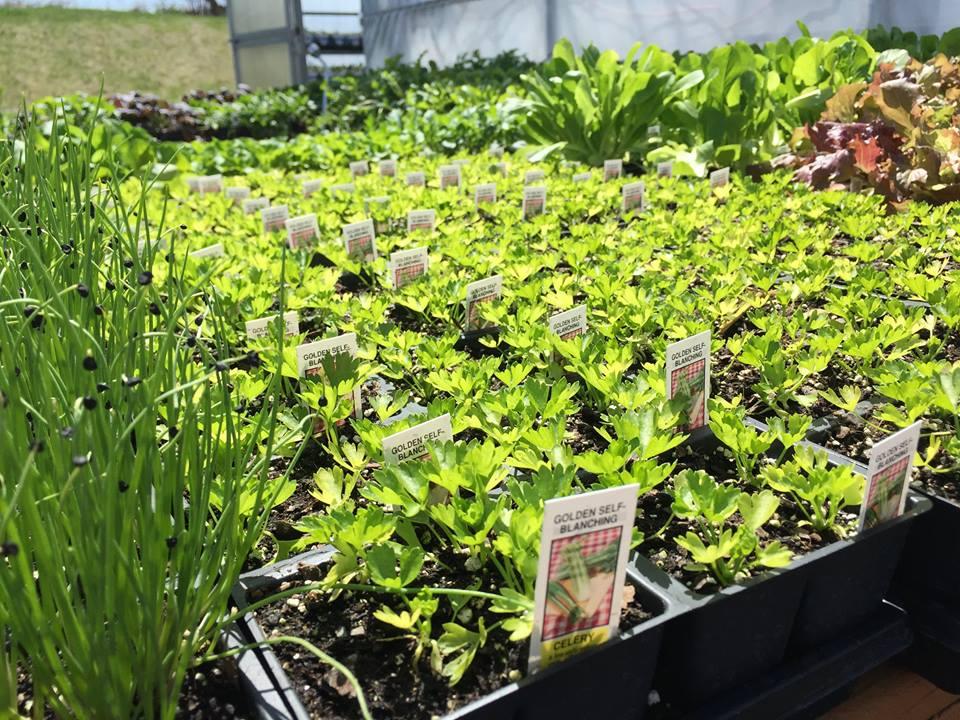 America's Best Flowers