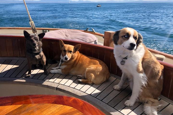 Dog Friendly Activities in San Diego: Unleash Fun Adventures