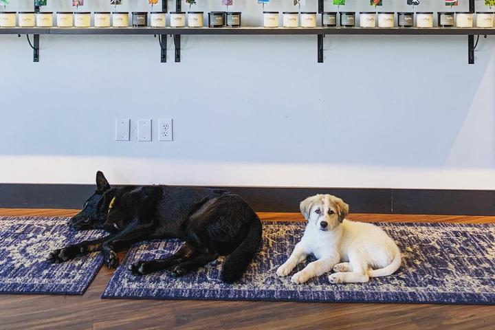 Pet Friendly Foxfire Candle Works