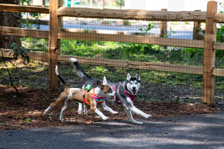 Dog Friendly Fall Activities: Unleash Autumn Fun