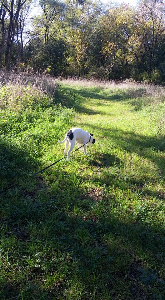 are dogs allowed in janesville parks