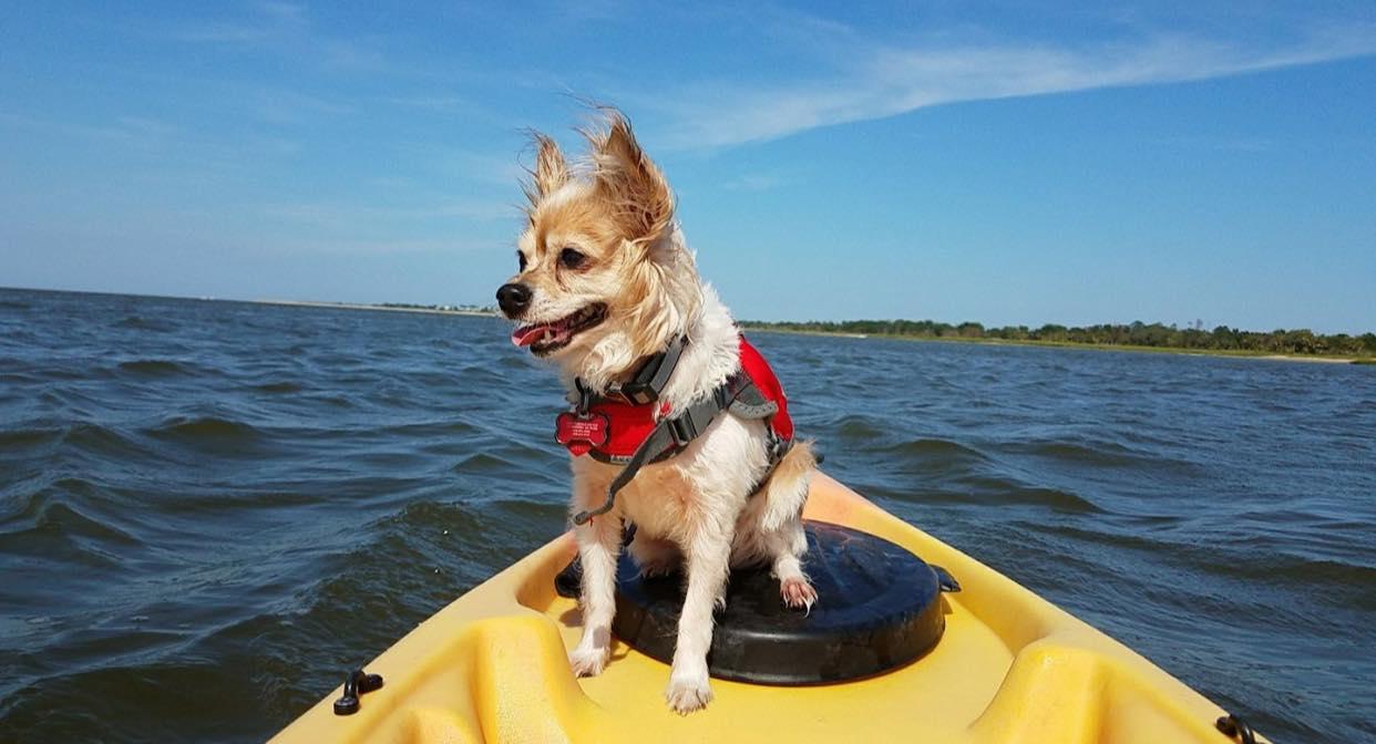 Pet Friendly Aqua Dawg Kayak Company (Tybee Jet Ski & Watersports)