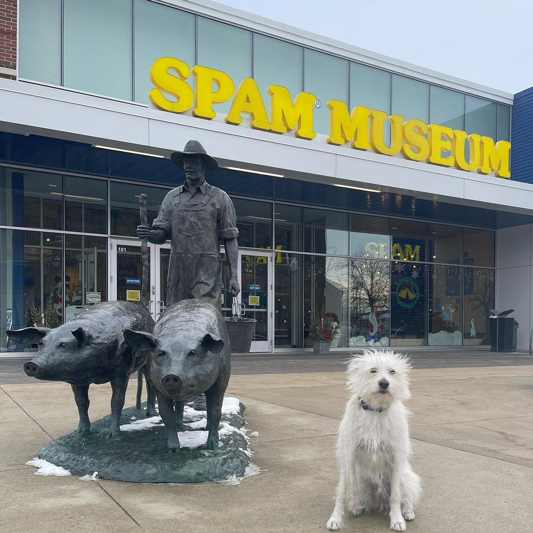 Spam-a-lot - Picture of Spam Museum and Visitor Center, Austin - Tripadvisor