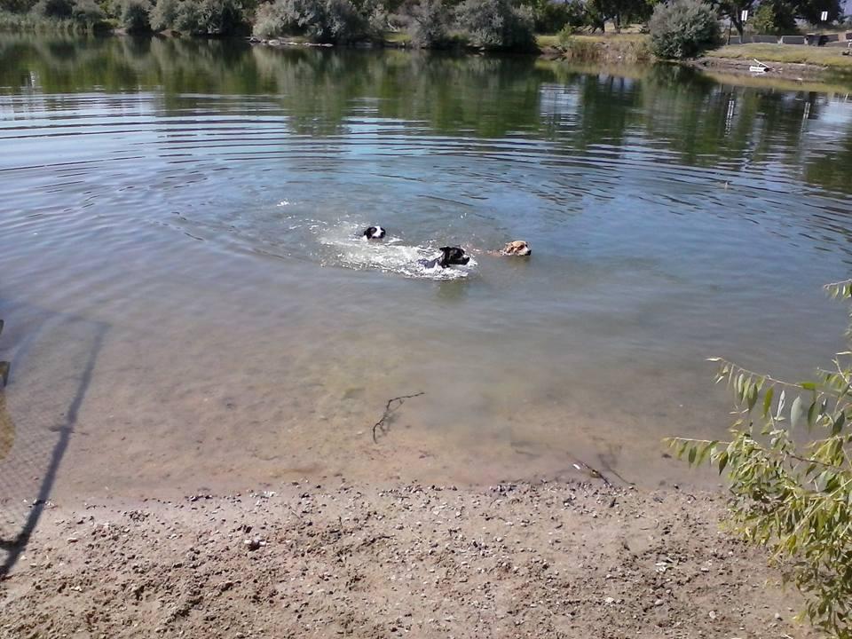 Pet Friendly Lake McKenzie Dog Park