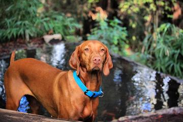 Dog Friendly Hiking Trails In Santa Cruz Ca Bringfido