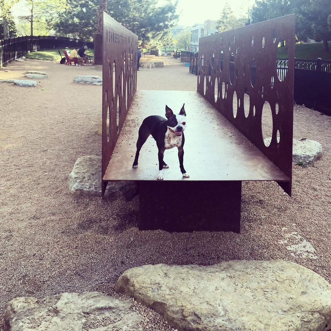 Rice creek dog park outlet