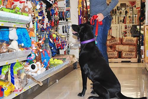 Dog Friendly Shopping in Jefferson City MO BringFido