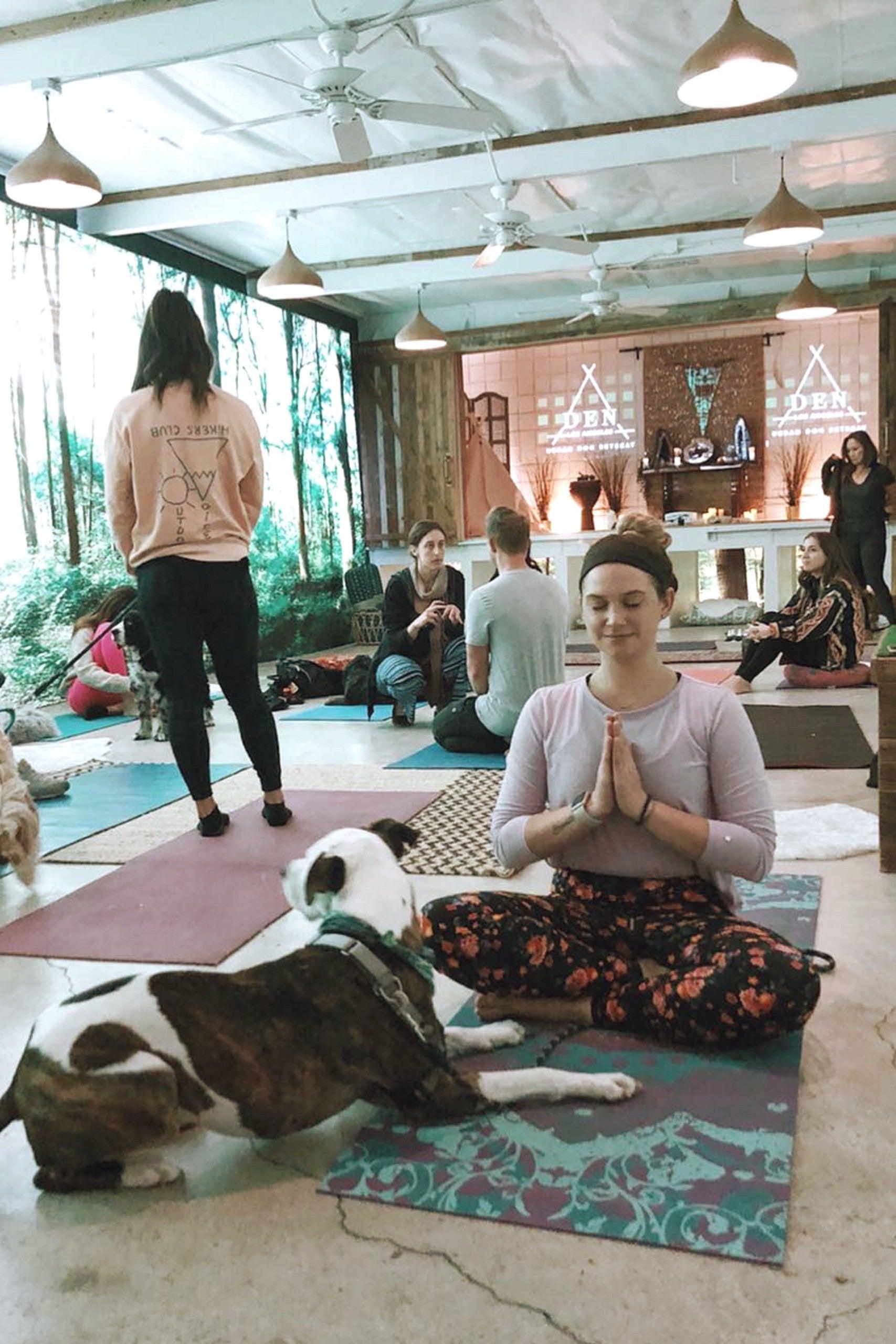 Pet Friendly Morning Magic Meditation with Your Dog