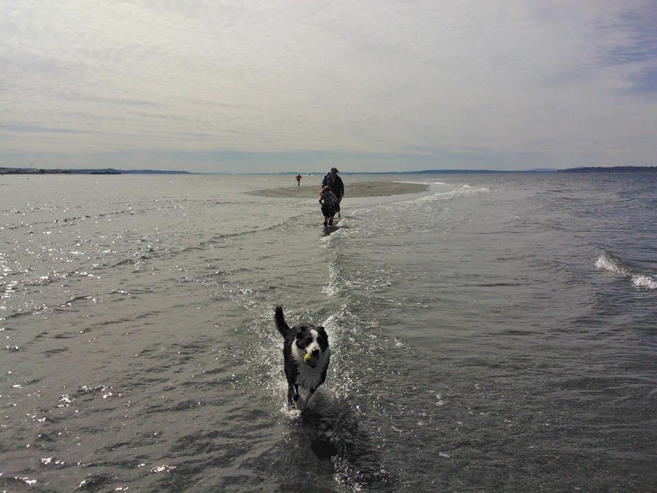 are dogs allowed at edmonds beach