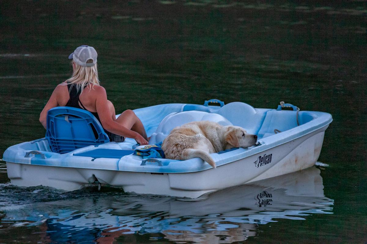 are dogs allowed at don pedro lake