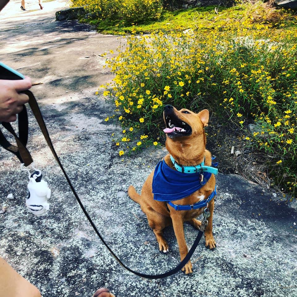 are dogs allowed at arabia mountain