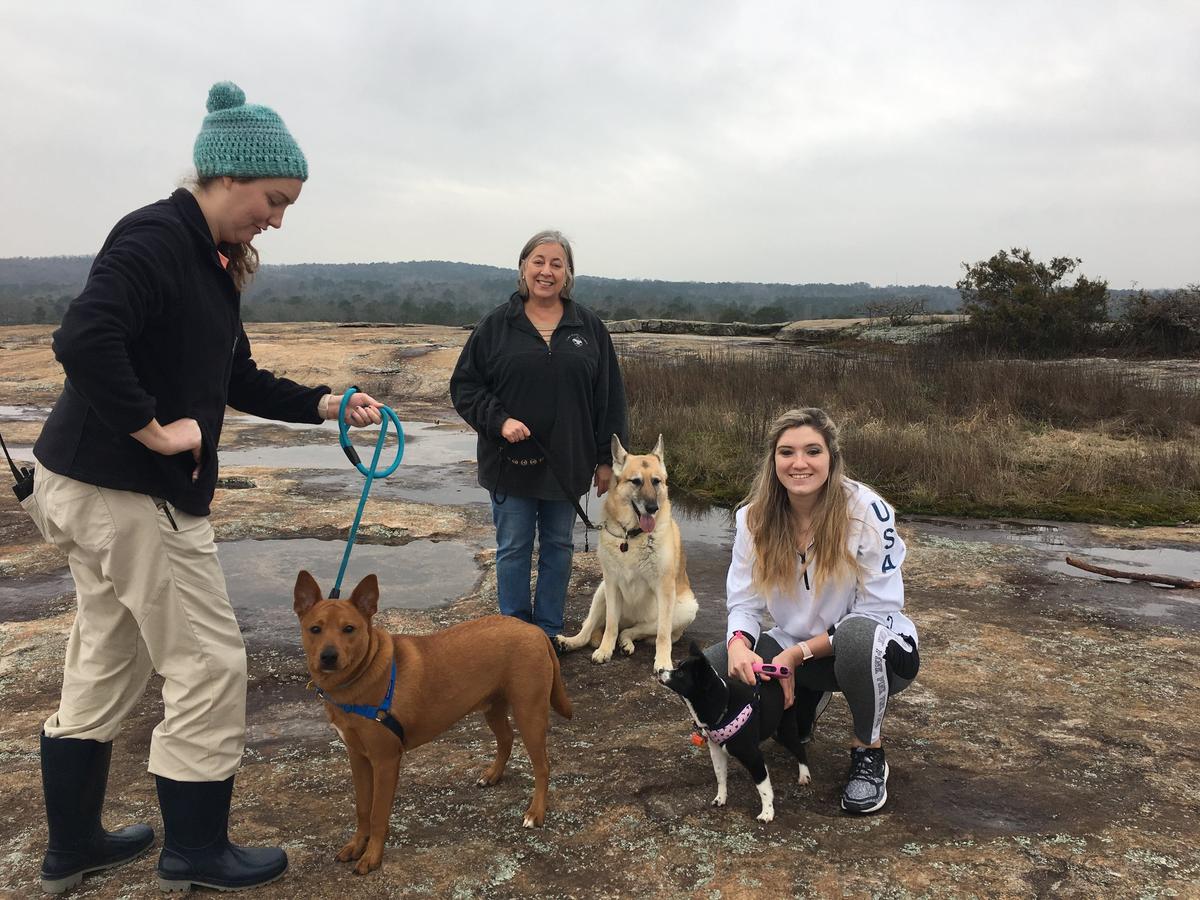 are dogs allowed at arabia mountain