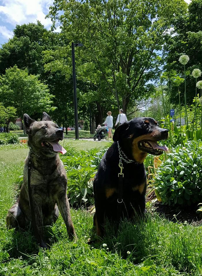 withrow dog park