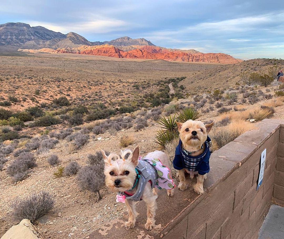 are dogs allowed at red rocks nevada