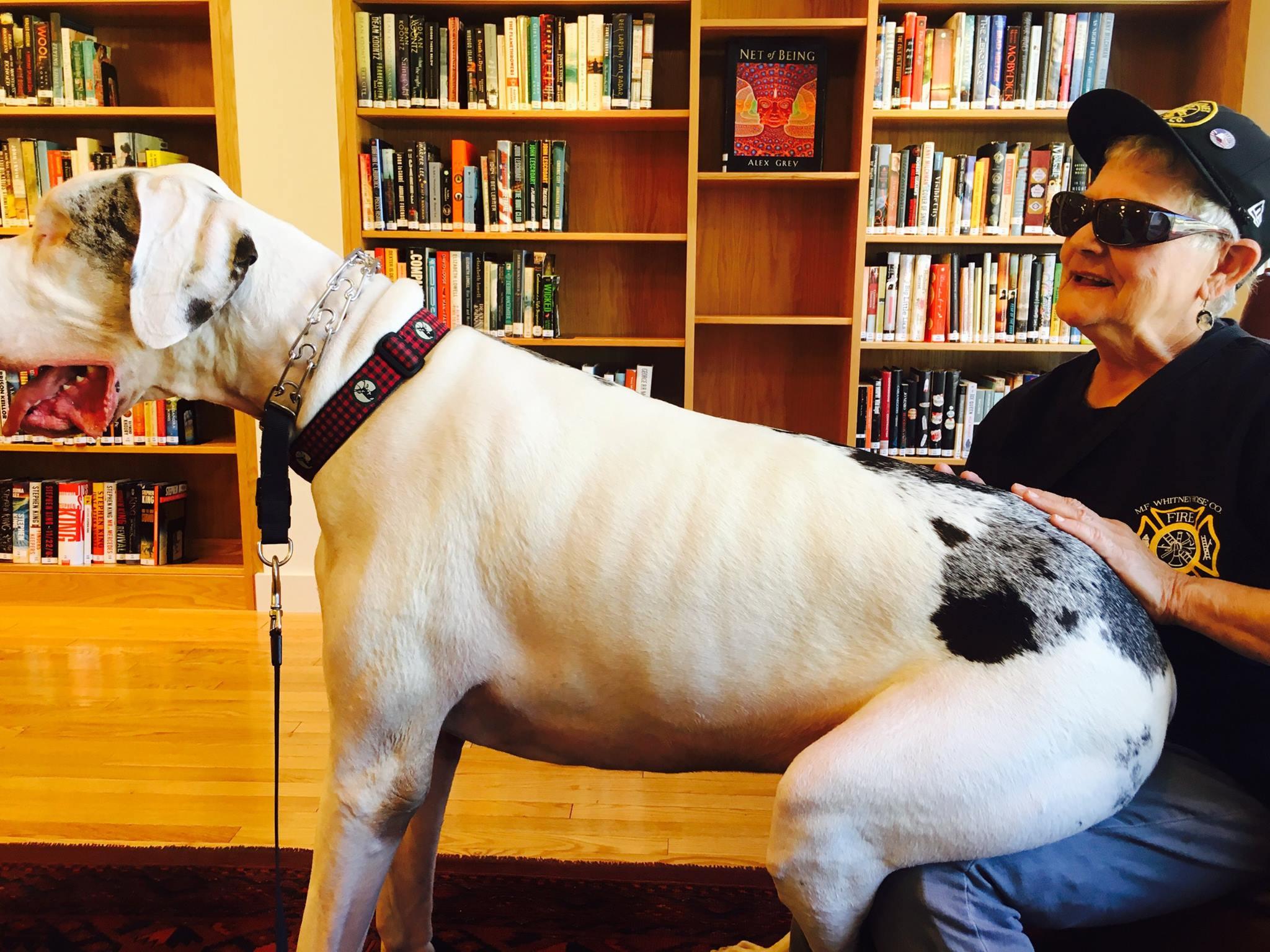 Pet Friendly Phoenicia Library