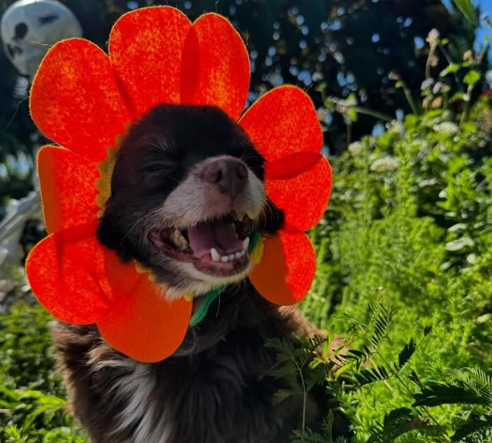 Pet Friendly Rockledge Gardens