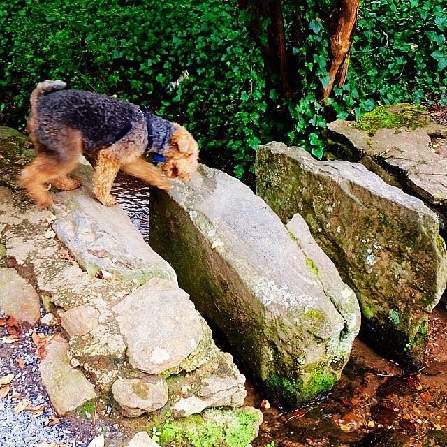 are dogs allowed on biltmore estate trails