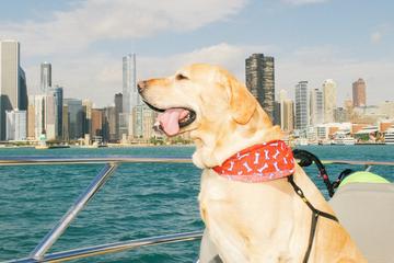 dog friendly trips near chicago