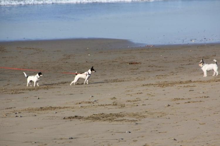 Picture of Pacifica State Beach, a dog friendly attraction in Pacifica. Picture of Pacifica State Beach, a dog friendly attraction in Pacifica.