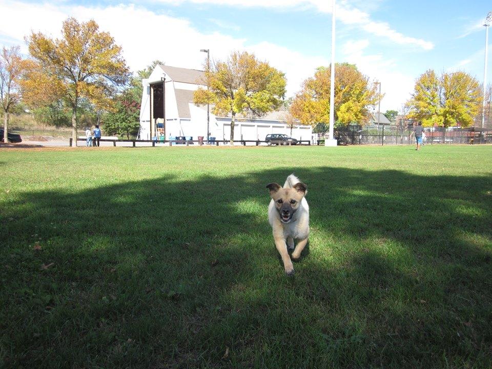 Pet Friendly Corcoran Field at Raymond Park