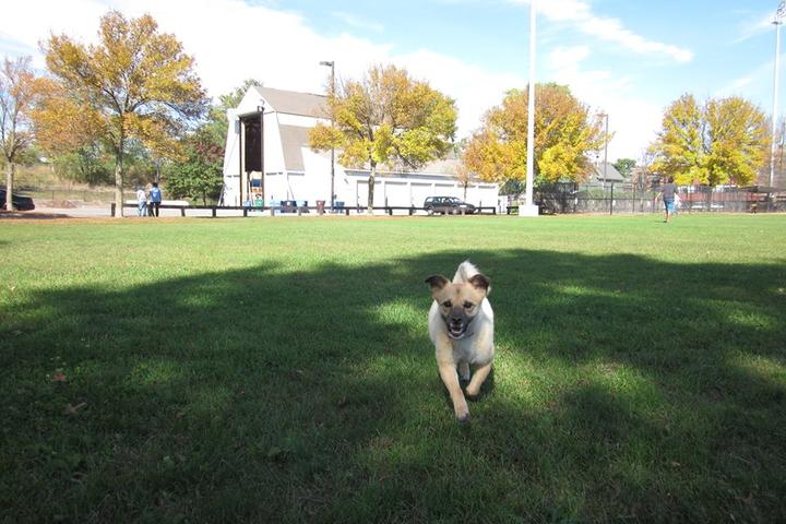 Pet Friendly Corcoran Field at Raymond Park