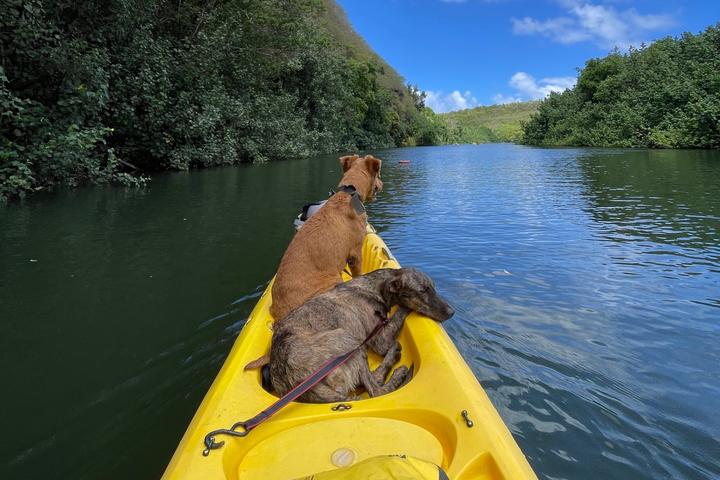 Pet Friendly Kayak Kauai