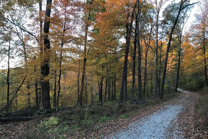 Pet Friendly Yellowwood State Forest