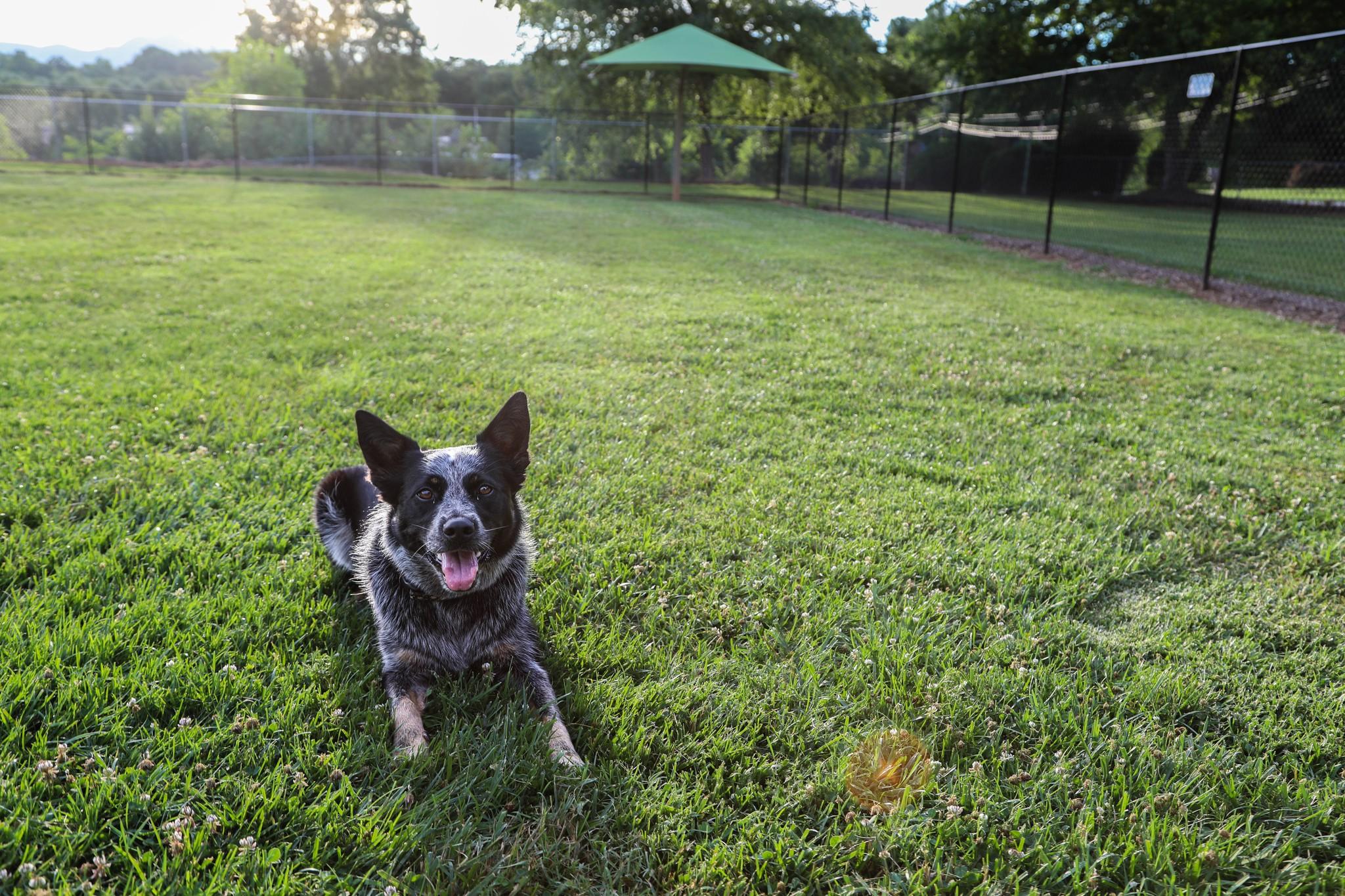 Pet Friendly Dog Park at Buncombe Sports Park