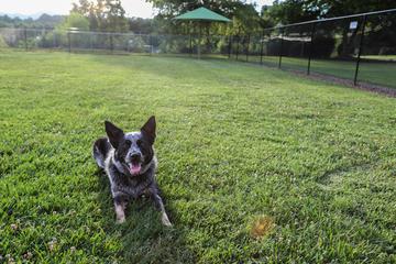Where'S the Closest Dog Park: Find Safe, Fun Spots Near You