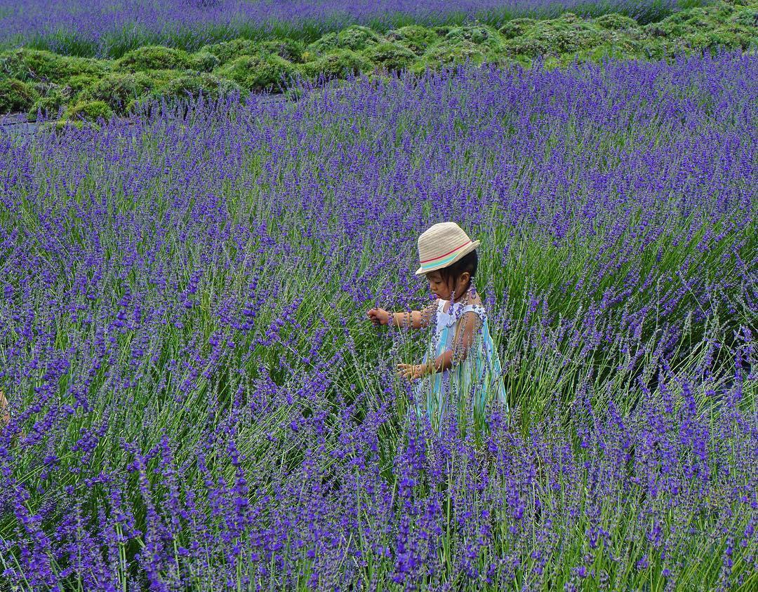 Pet Friendly Lavender by the Bay