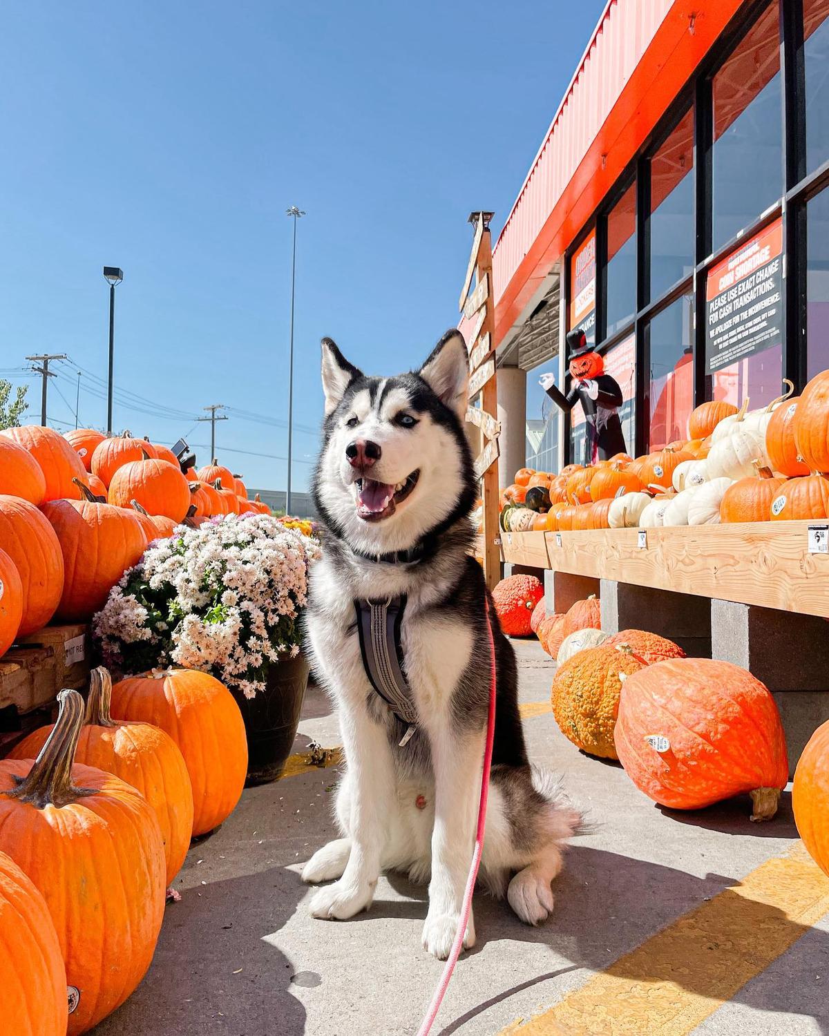 is home depot dog friendly