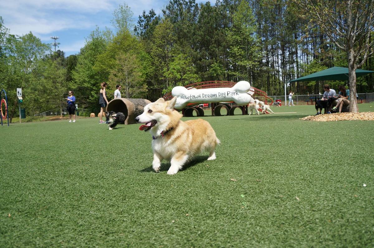 Newtown Dream Dog Park