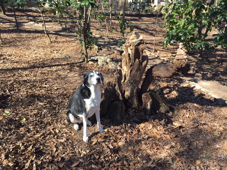 College top park fido