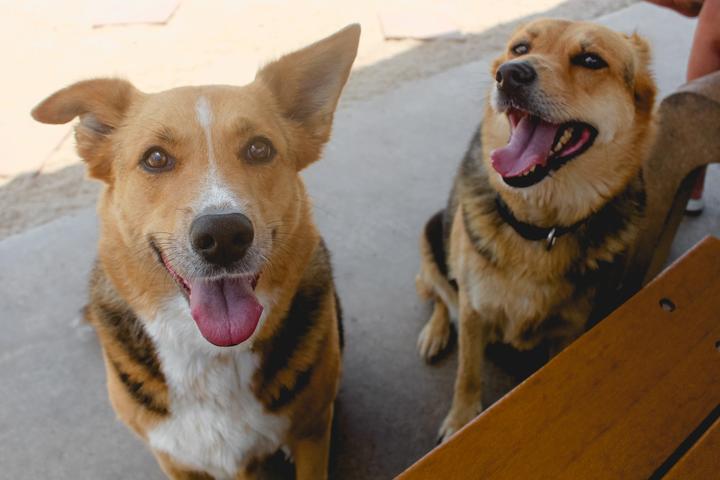 Pet Friendly Port Aransas Dog Park