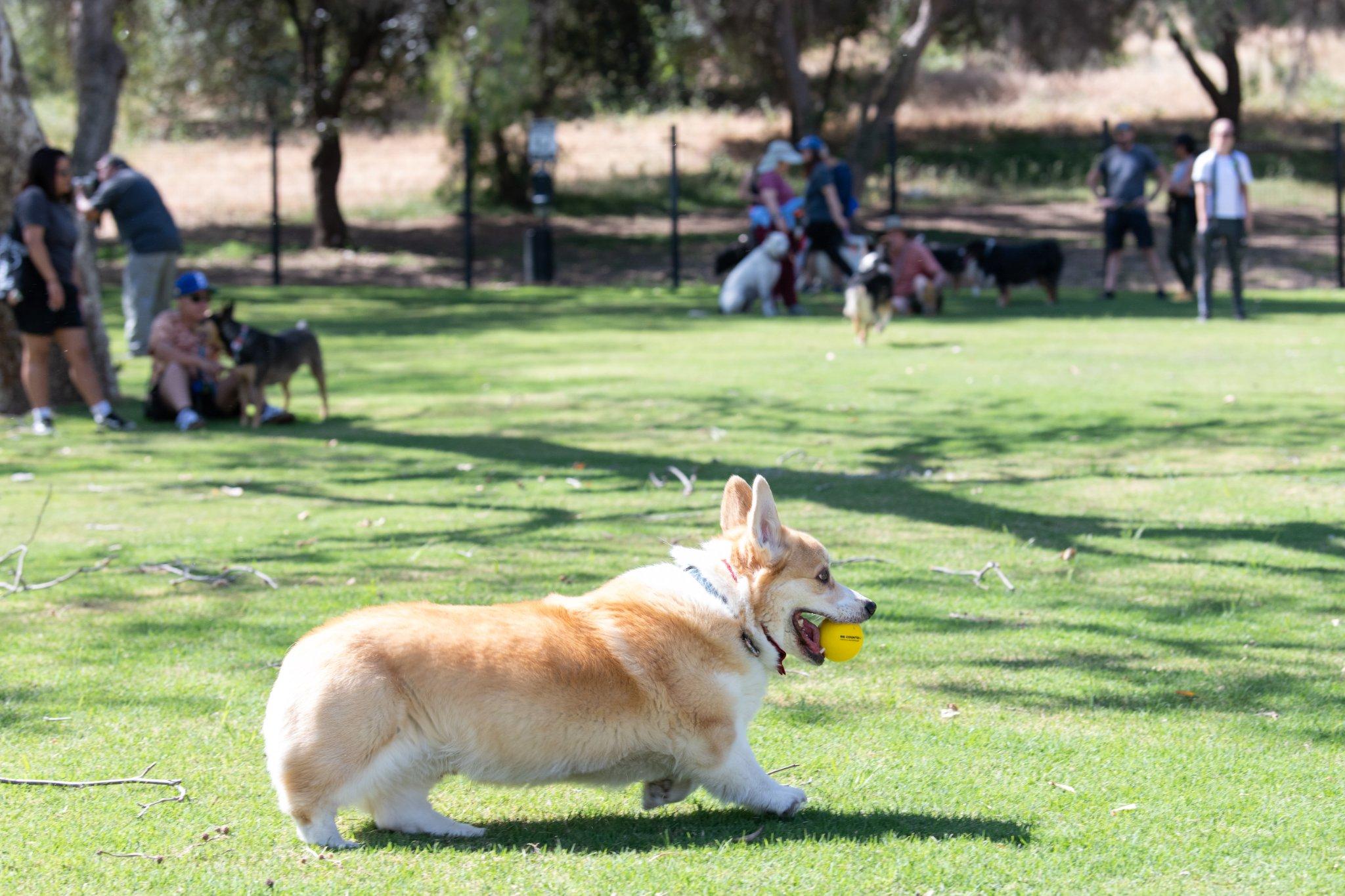 Pet Friendly Dog Park at Veterans Barrington Park
