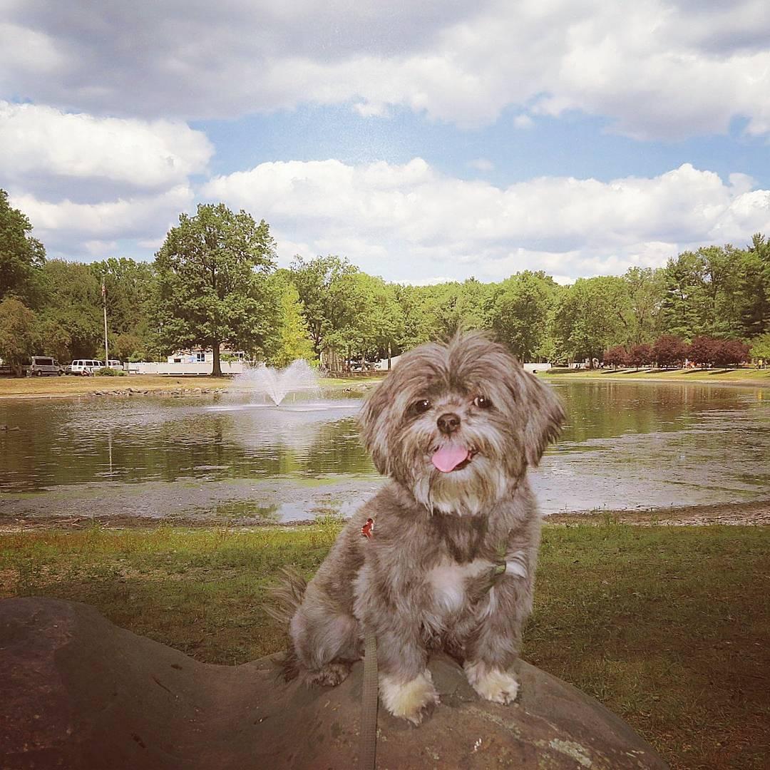 Off Leash Dog Parks In Ridgewood Nj Bringfido