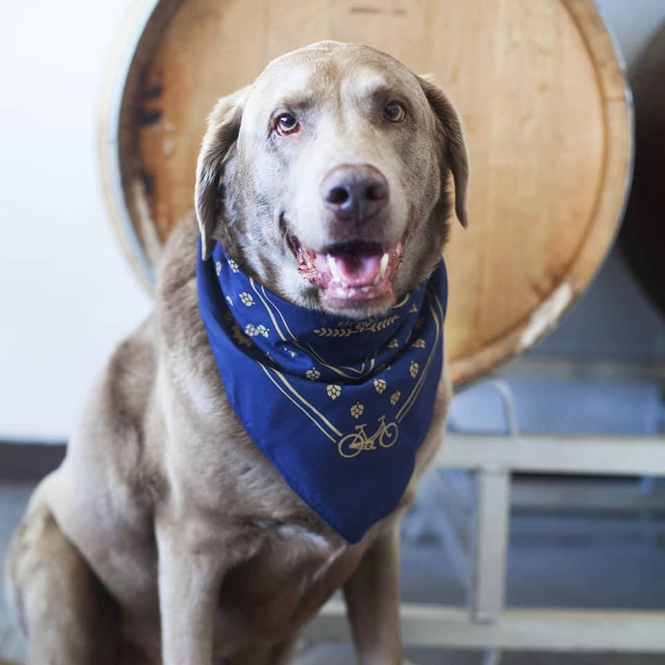 Pet Friendly Bicycle Craft Brewery