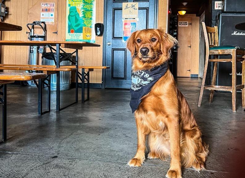 Pet Friendly Rejects Beer Co.