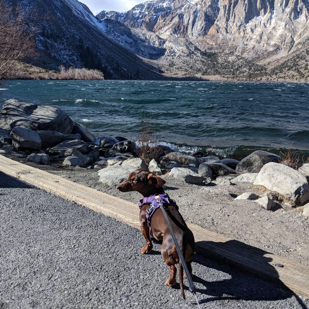 are dogs allowed at mammoth lakes