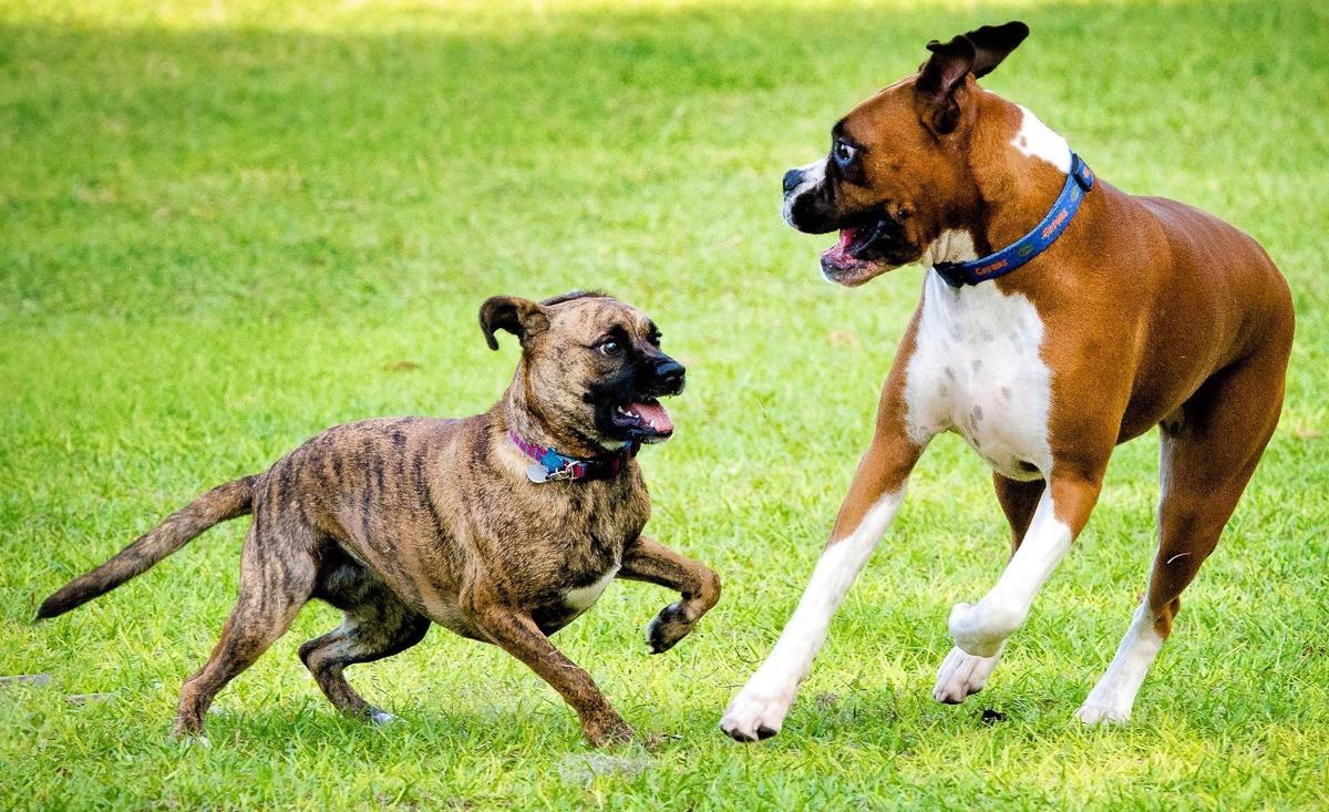 Bark Park At Veterinary Healthcare Associates